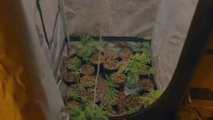Man arrested for growing marijuana plants in Salwa home