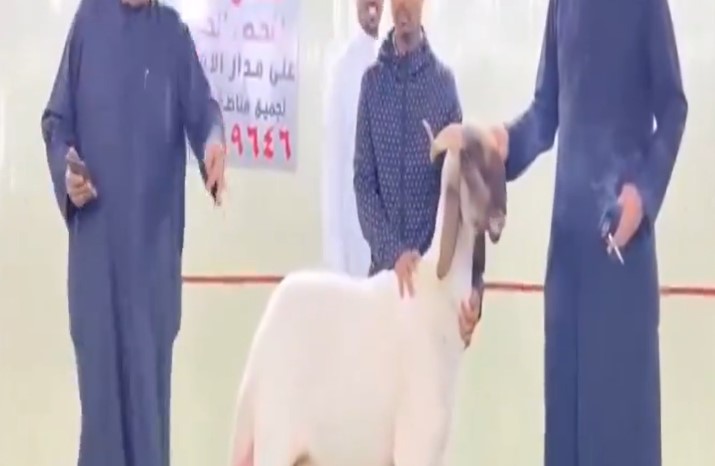 Sheep sold in auction for KD 73,000