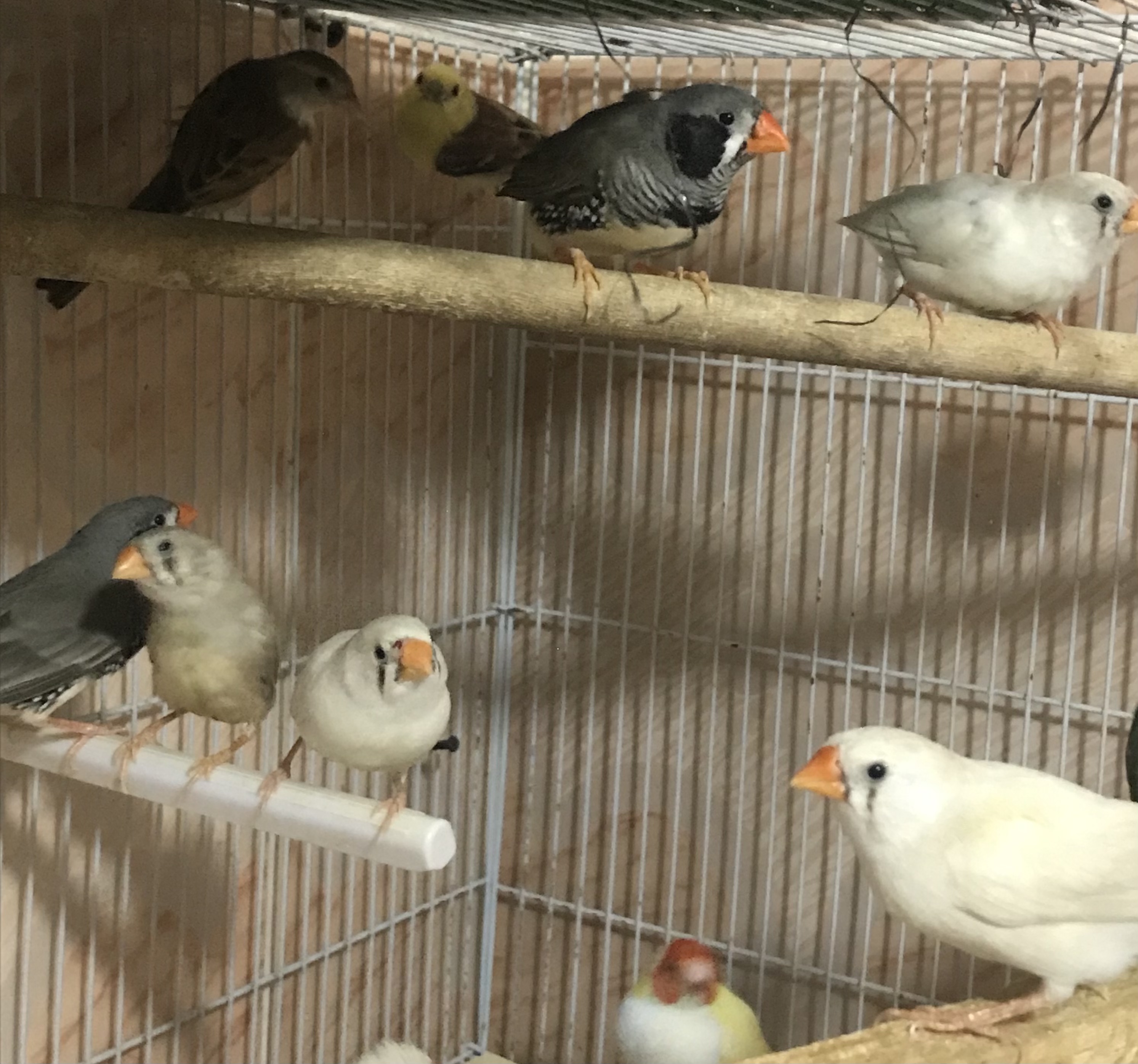 Kuwait Buy & Sell Classifieds - Zebra Finches For Sale..