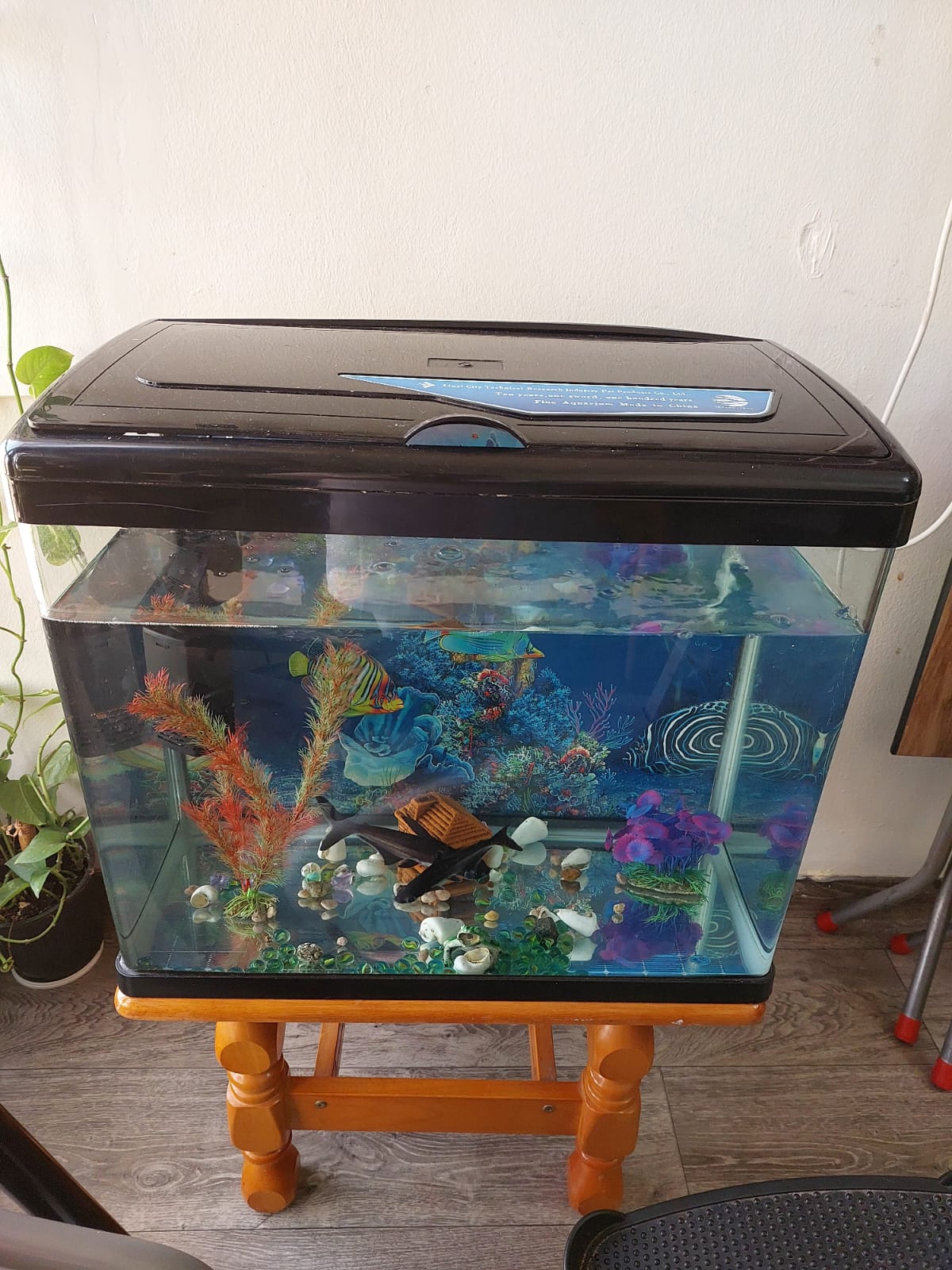 Fish tank with 2 fishes 