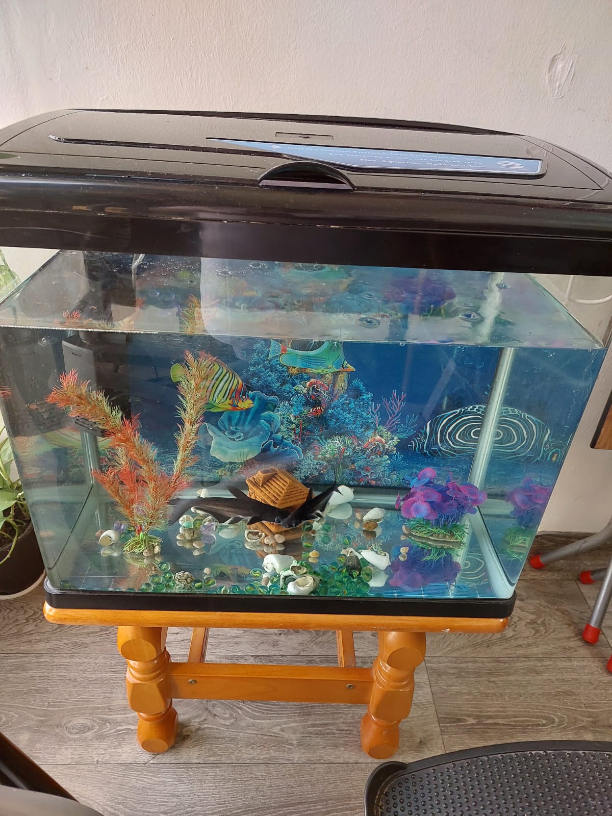 Fish tank with 2 fishes 