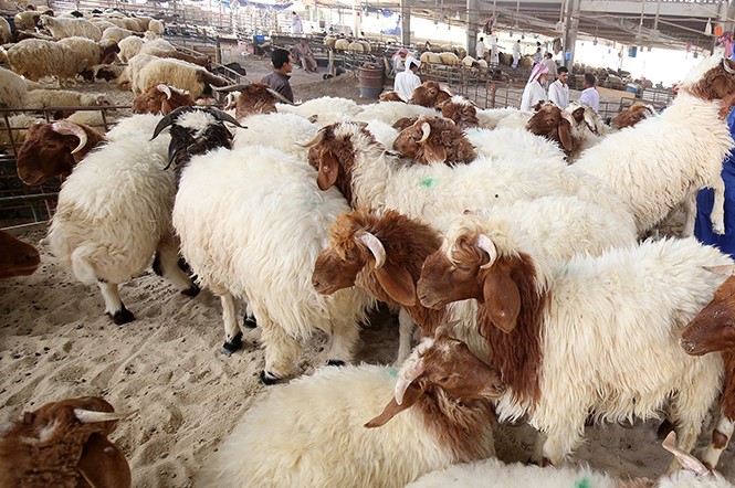 10,000 sheep from Jordan expected to enter Kuwait before Eid Al-Adha