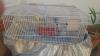 Love birds with cage & Fish tank with all accessories for sale