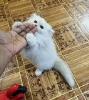 2 Months old Persian kitten for sale