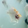 Home breed Angel fish for sale 