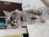 Persian Cats for Adoption male and female 