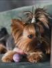 Yorkshire terrier puppies for sale 