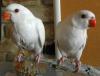 White and Blue Ringneck Baby parrots for sale.